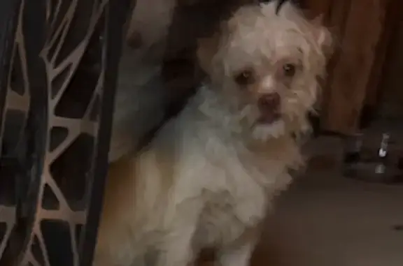 Found dog Dallas, photo: Found: Sweet Dog with Pinkish Nose in Dallas