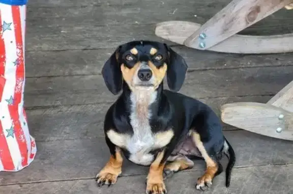 Lost Dachshund: Black & Tan, Delano TN