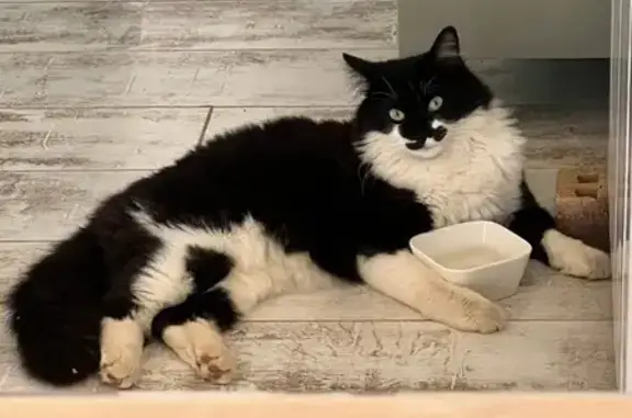 Chat noir et blanc perdu à Augé, 15 mois - photo