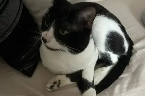 Chat perdu, , photo: Chat perdu : mâle noir et blanc craintif