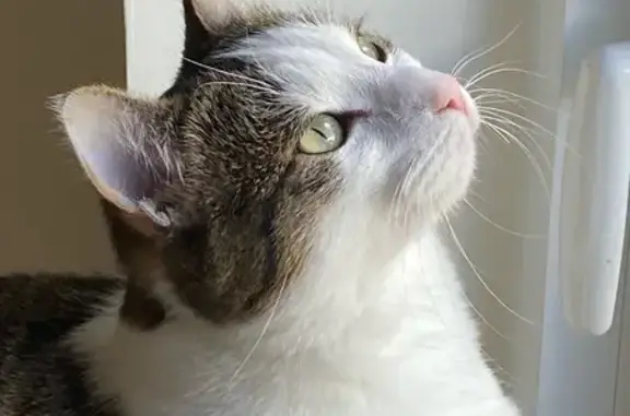 Chat perdu : Grand mâle tigré à Nantes - photo