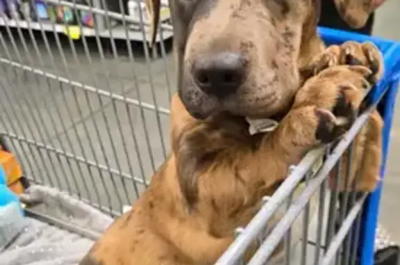 Sweet Brindle Basset: Blue-Eyed Beauty