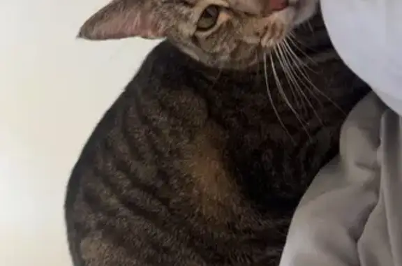 Lost Tabby Cat on West Hatherleigh Ct