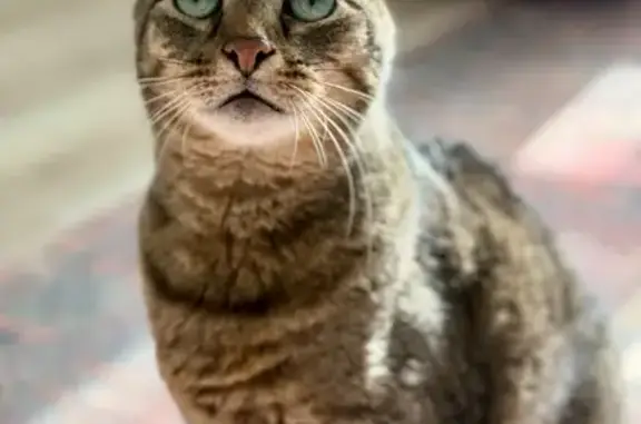 Lost Tabby: Mordy Missing in Woodbridge