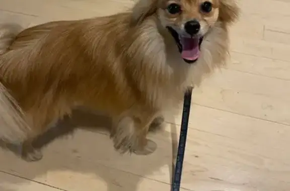 Lost Light Brown Pomeranian in Teaneck