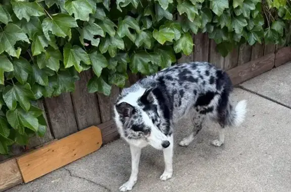 Lost Blue Merle Collie on Ashland Ave