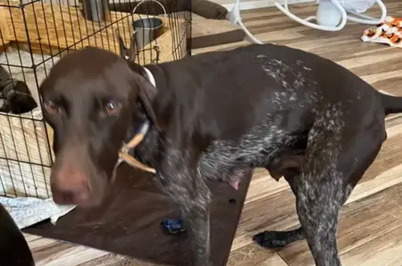 Lost Chocolate Pointer in Ashford Park