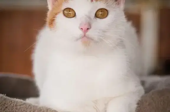 Chatte blanche et rousse perdue à Montaigu - photo