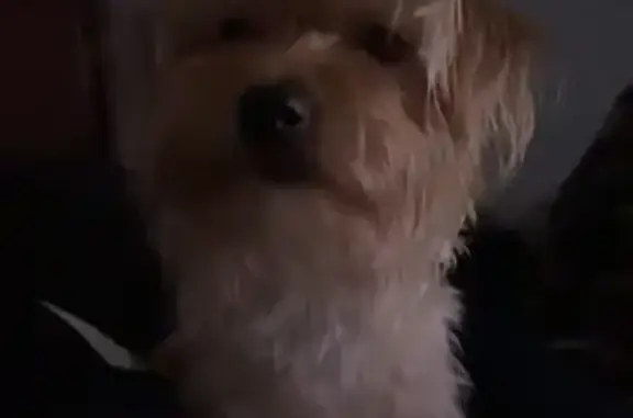 Lost Playful Brown Dog on W 62nd St, Chicago