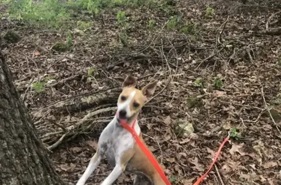 Lost Feist Dogs in Elkmont: Help Needed