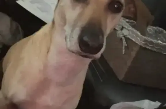 Lost Tan Dog: Big Ears, White Feet - MO