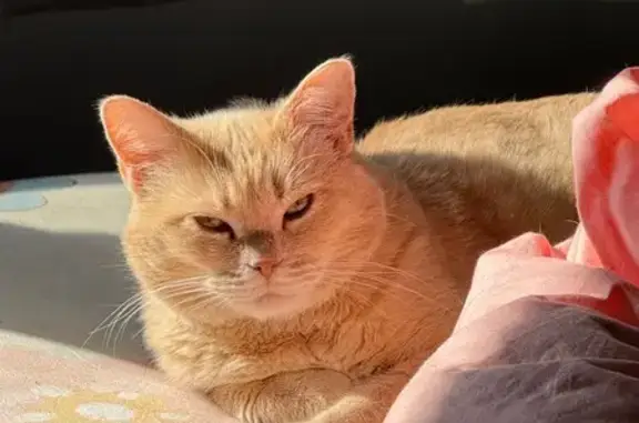Lost Light Orange Cat - Mallard Lane