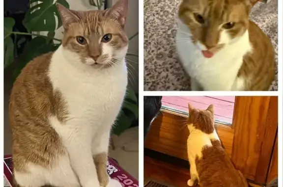 Lost Adult Cat: Tiny & Kitten-Like