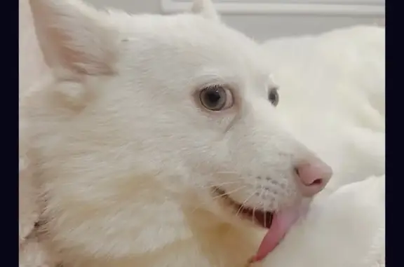 Lost White Pomsky in Roosevelt, NY