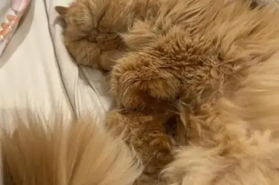 Lost Senior Persian Cat - Marbella Drive