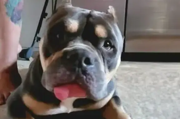 Lost Tricolor Bully: Parkton Area