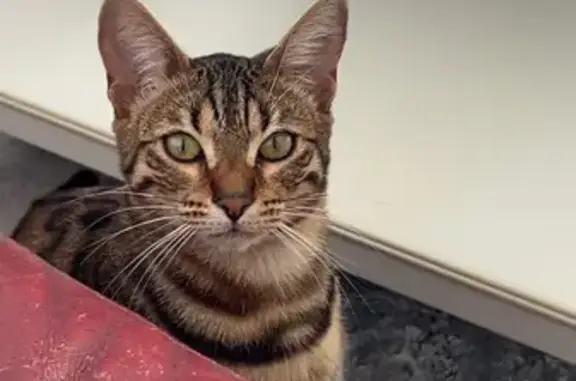 Chat perdu, Fleury-les-Aubrais, photo: Chatte Bengal perdue à Fleury-les-Aubrais