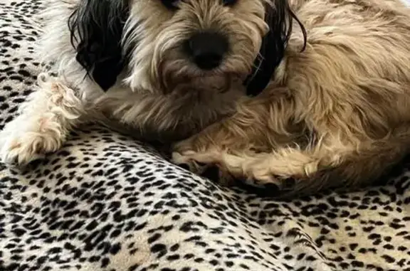 Milou, chien perdu à Marlenheim - photo