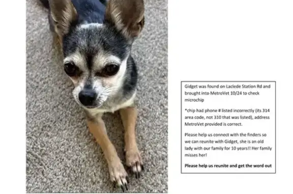 Lost Black & Tan Chihuahua in Missouri