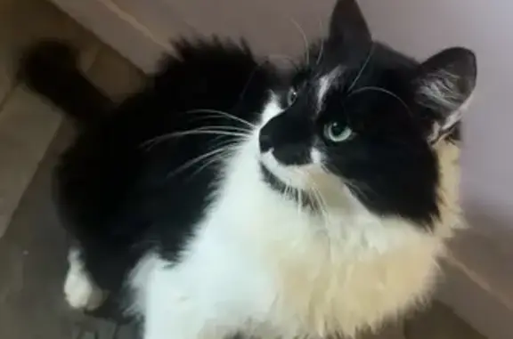 Animaux trouvés Créhange, photo: Chat noir et blanc câlin trouvé à Créhange