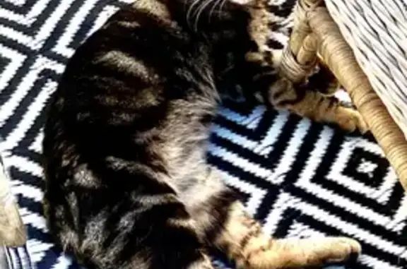 Chat perdu, , photo: Chat perdu à Montrond-le-Château