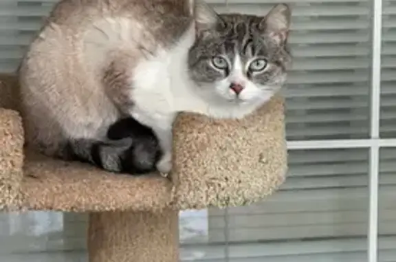 Shy, Skinny Cat Lost on West Wallis Rd