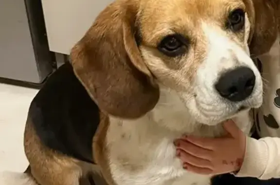 Chien moyen et beagle perdus à Mailloc - photo