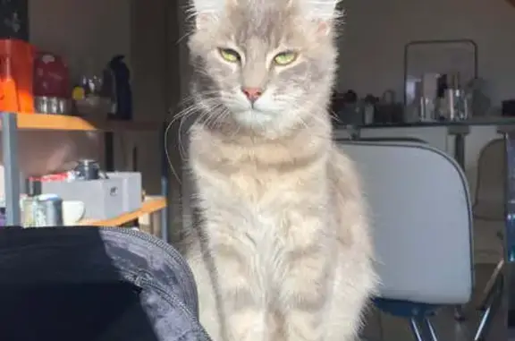 Chat perdu, Nouvelle-Aquitaine, photo: Chat gris perdu à Niort, collier bordeaux