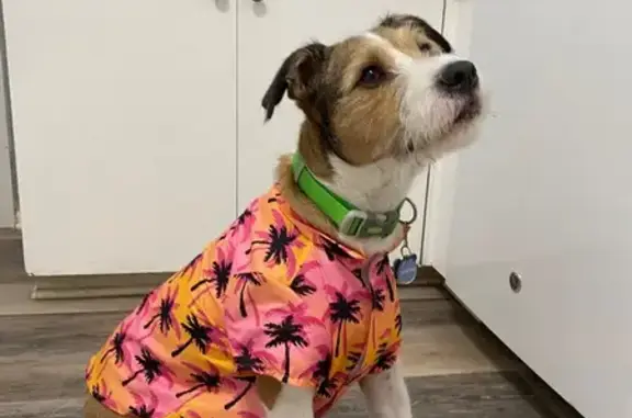 Lost Tan & White Dog: Pat Booker Rd