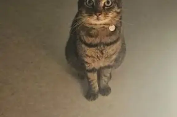 Chat perdu, , photo: Chat perdu à Plessala, tigré et câlin