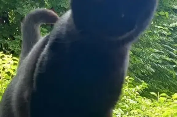 Chat perdu, Tours, photo: Chat noir perdu, sociable, 1 an, Tours