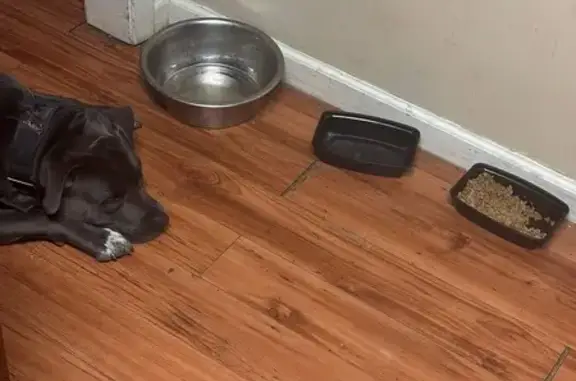 Lost Dog on Woody Drive, Jackson