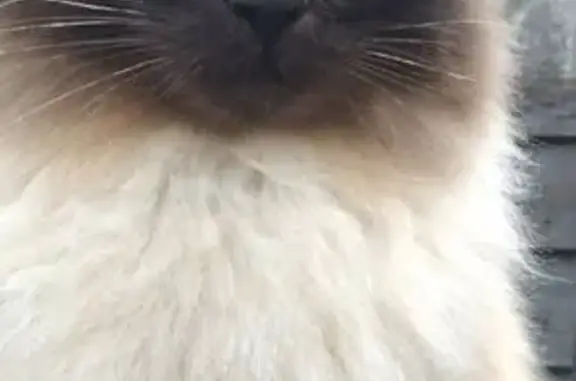 Потерянні тварини , фото: Зникла сіамська кішка в Кременчуці!