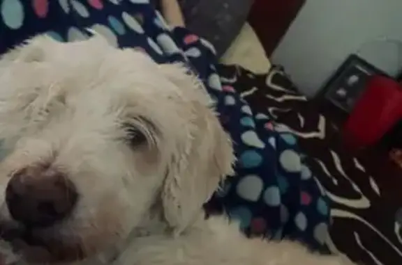 Perra perdida en Zapopan: Kika...