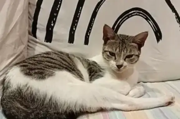 Gata Perdida: Colita Rota y Miedosa