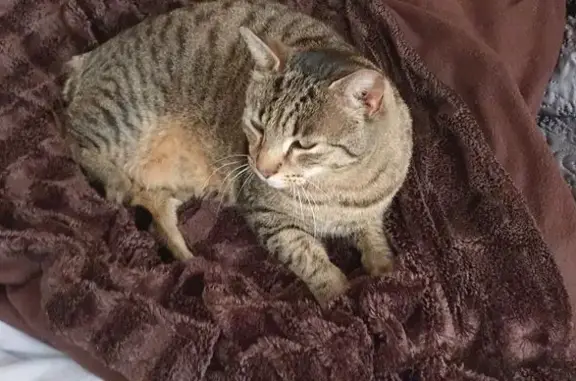 Chat tigré perdu, excroissance crânienne - photo