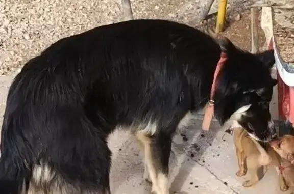 Perros Perdidos en Fuente Álam...