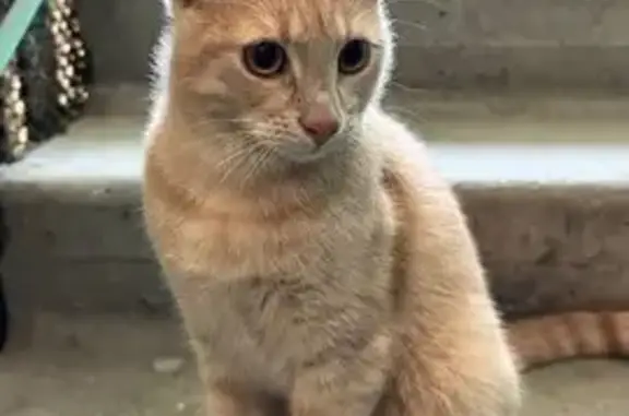 Знайдена кішка в під'їзді на К...