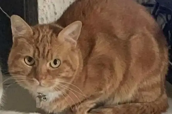 Animaux perdus , photo: Chat roux perdu, contactez au 0768022156