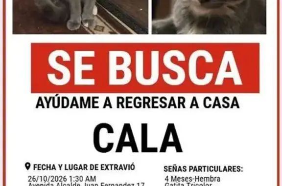 Gatita Tricolor Perdida en Sevilla