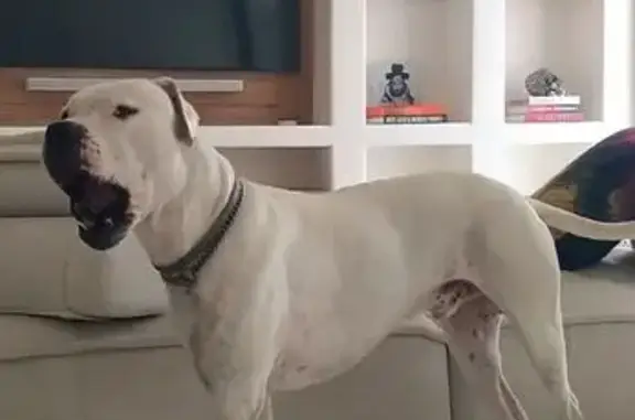 Perro Perdido: Dogo Argentino...