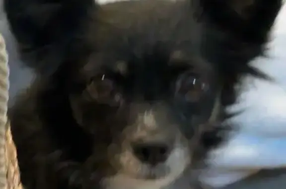 ¡Perro perdido en Marbella! Negra y nerviosa