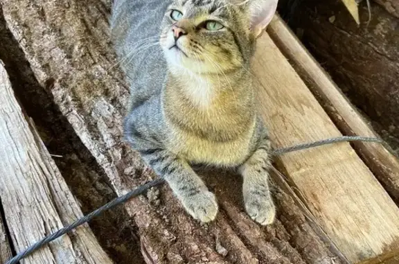 Animaux perdus , photo: Chat tigré castré perdu à Le Vignon
