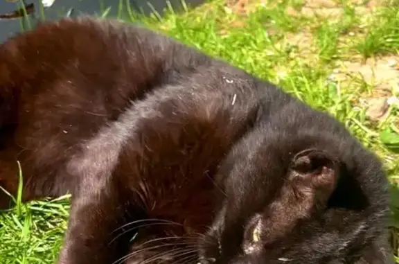 Sirius, chat noir perdu avec cicatrices - photo