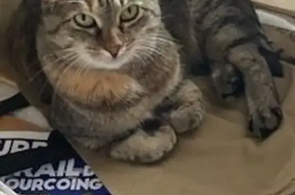 Chatte tigrée perdue à Roncq - photo