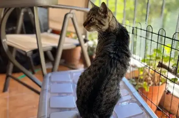 Búsqueda de mascotas, foto: Joven Gato Atigrado Cariñoso en Cercedilla