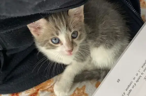 Chat perdu, Massieux, photo: Chaton perdu : Milou gris-blanc à Parcieux