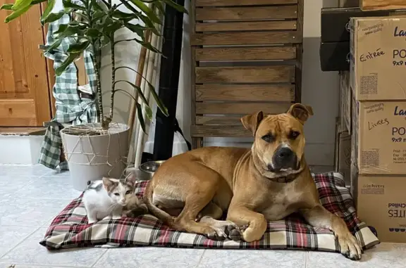 Chien perdu , photo : Chien perdu avec harnais à Saint-Léger