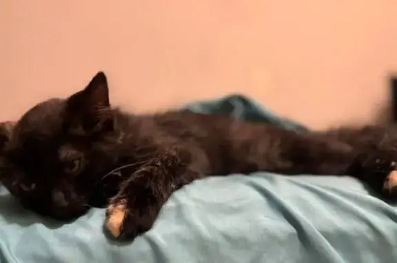 Gata Perdida: Negra con Destel...