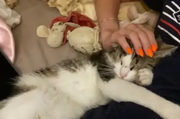 Chat perdu, Barentin, photo: Chat tigre perdu près arrêt Gabriel Dupont